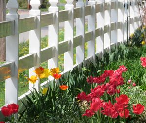 Close-up of red flowering plants