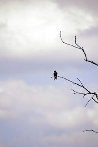 Low angle view of silhouette birds flying against sky