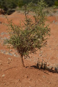 Close-up of plant on field