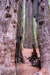 Close-up of tree trunk amidst plants in forest