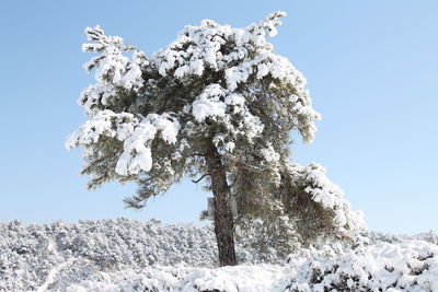 Low angle view of tree against sky