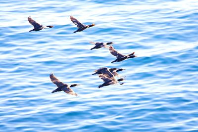 Seagulls flying