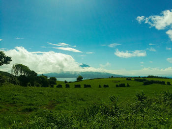 Scenic view of agricultural field against sky