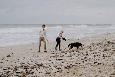 View of dogs on beach