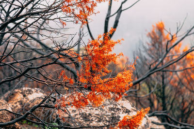 Autumn leaves on tree in forest