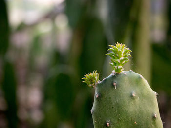 Close-up of prickly pear cactus