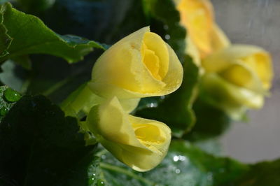 Close-up of yellow rose flower