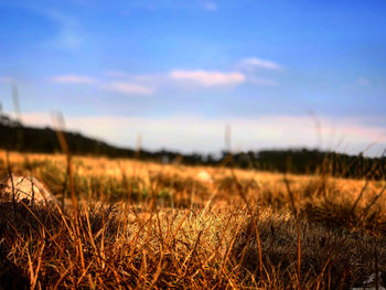 Grass on field against sky