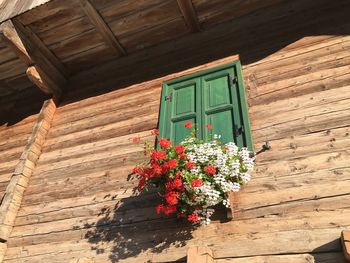 Low angle view of flowering plant on house wall