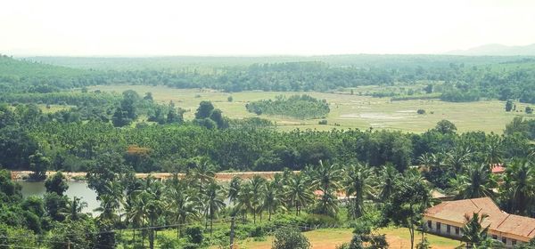 Trees growing on landscape