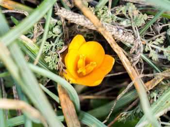 Close-up of yellow crocus blooming on field