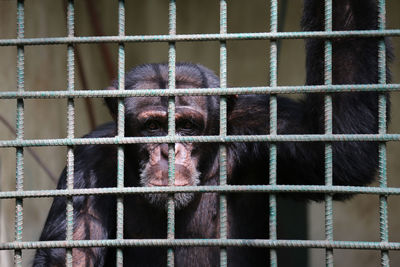 Portrait of chimpanzee in cage