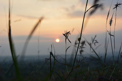 Close-up of plants growing on field against sky during sunset