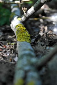 Close-up of moss growing on tree trunk