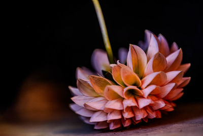 Close-up of flower blooming outdoors
