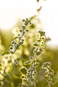 Close-up of plant growing in field