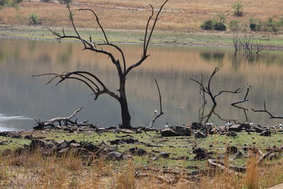 Bare tree by lake against landscape