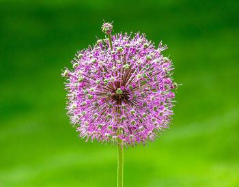 Close-up of insect on pink flowering plant