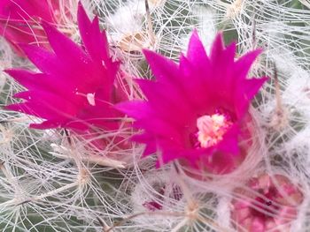 Close-up of pink succulent plant