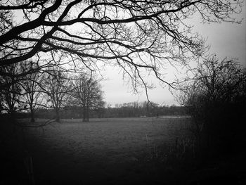 Bare trees on grassy field