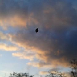 Low angle view of bird flying in sky