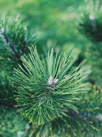 Close-up of pine tree