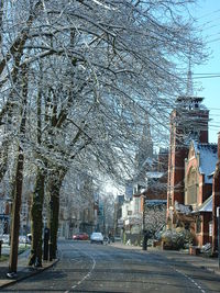 Road along bare trees and buildings