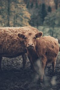 Portrait of calf standing on field