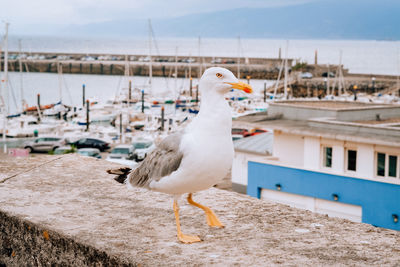 bird