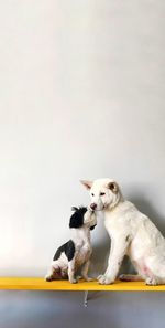 Dogs on shelf against white wall