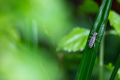 Close-up of insect on plant