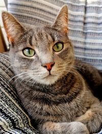 Close-up portrait of a cat