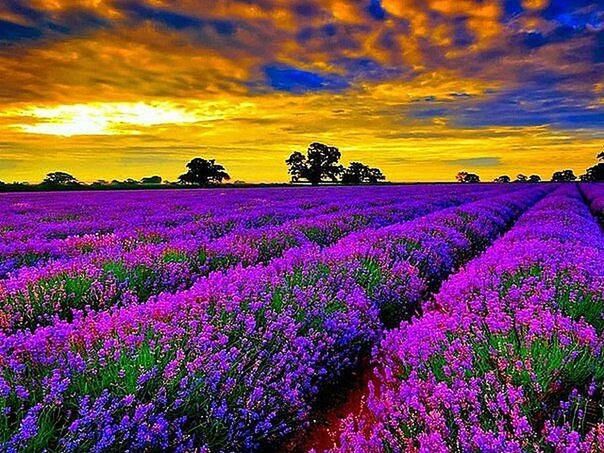flower, sky, beauty in nature, landscape, tranquil scene, sunset, field, cloud - sky, scenics, tranquility, nature, growth, cloudy, cloud, idyllic, plant, purple, freshness, orange color, dramatic sky