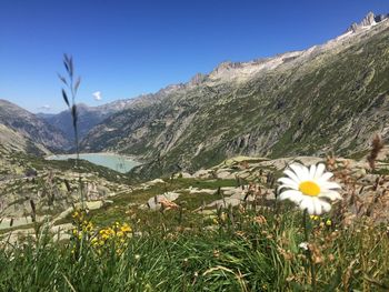 Close-up of flowers against clear sky