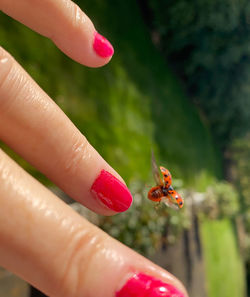 Close-up of ladybug on hand