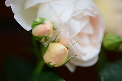 Close-up of plant