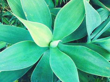 Full frame shot of succulent plant