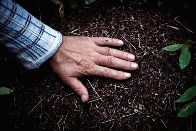 High angle view of person hand holding plant