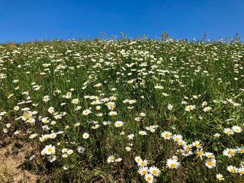 Close-up of flowering plants on field against clear blue sky