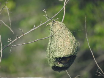 Close-up of bird perching on plant