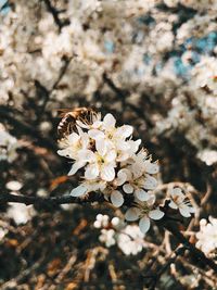 Close-up of white cherry blossom