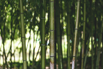 Full frame shot of bamboo trees in forest