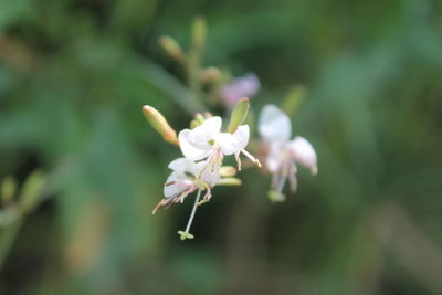 Close-up of white flowers