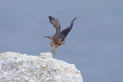 A juvenile peregrine falcon taking off