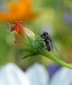 Close-up of insect on flower