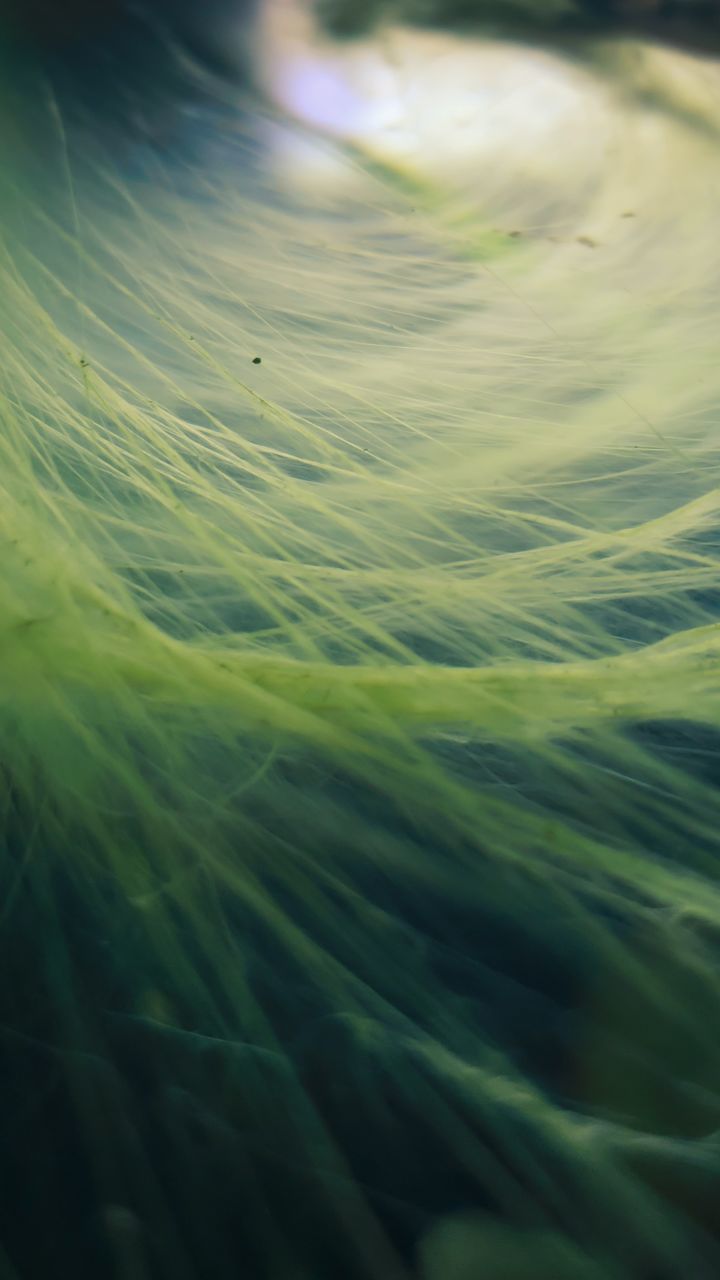 green, sunlight, leaf, light, macro photography, nature, grass, reflection, no people, close-up, plant, wave, beauty in nature, selective focus, yellow, water, growth, flower, backgrounds, day, outdoors, motion, tranquility, freshness, sky