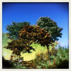 Low angle view of trees against clear blue sky