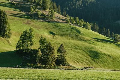 Scenic view of agricultural field
