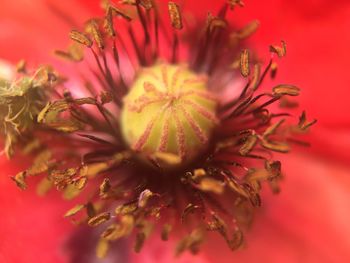 Close-up of pink flower