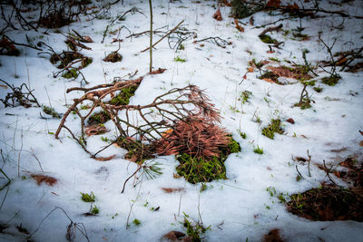 Plants growing on snow covered land